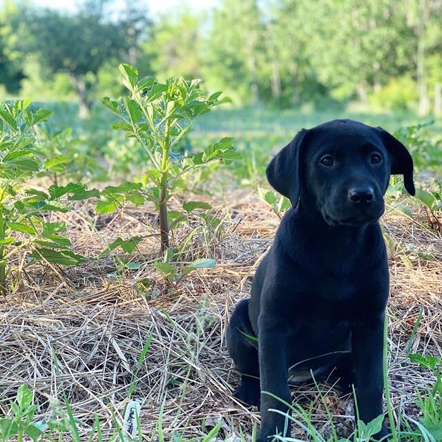 Meet the newest member of the family - Delphinia. 💕 Buddy is slowly warming up to her and secretly seems to like her company. Her hobbies include chewing on plants, running in rows, and being adorable. Delphie is a 9 wk old black lab from a really n