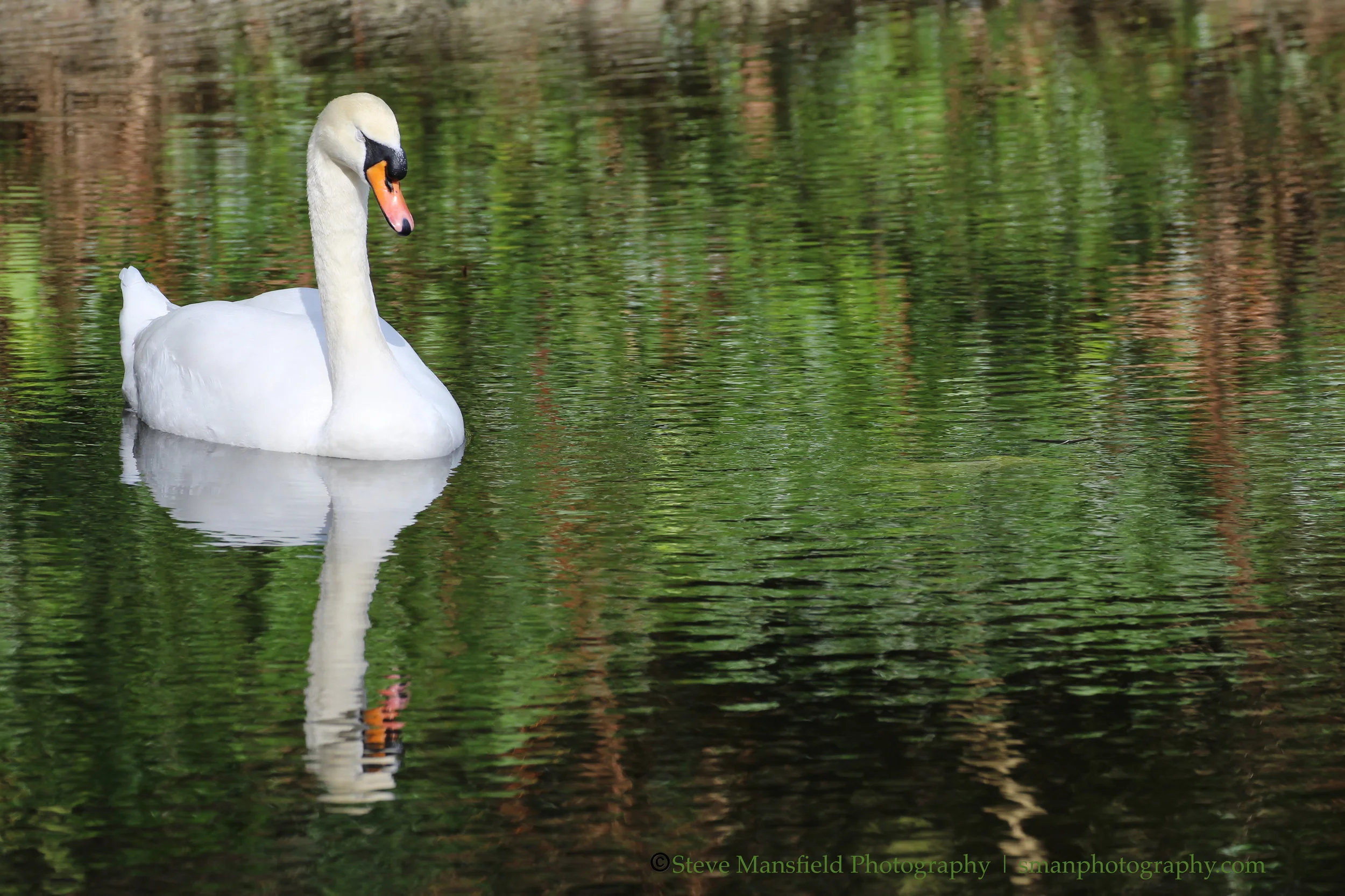 Napping Swan IMG_4443 WM5 SS.JPG