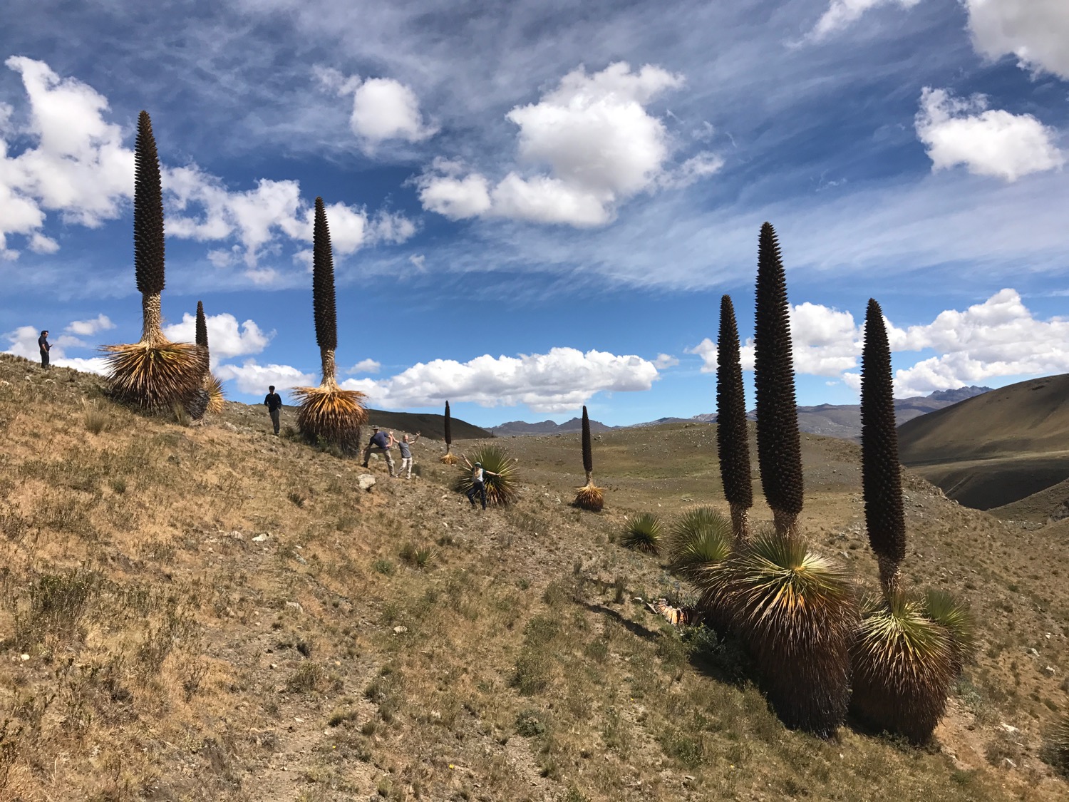 These strange trees are only found in Peru.