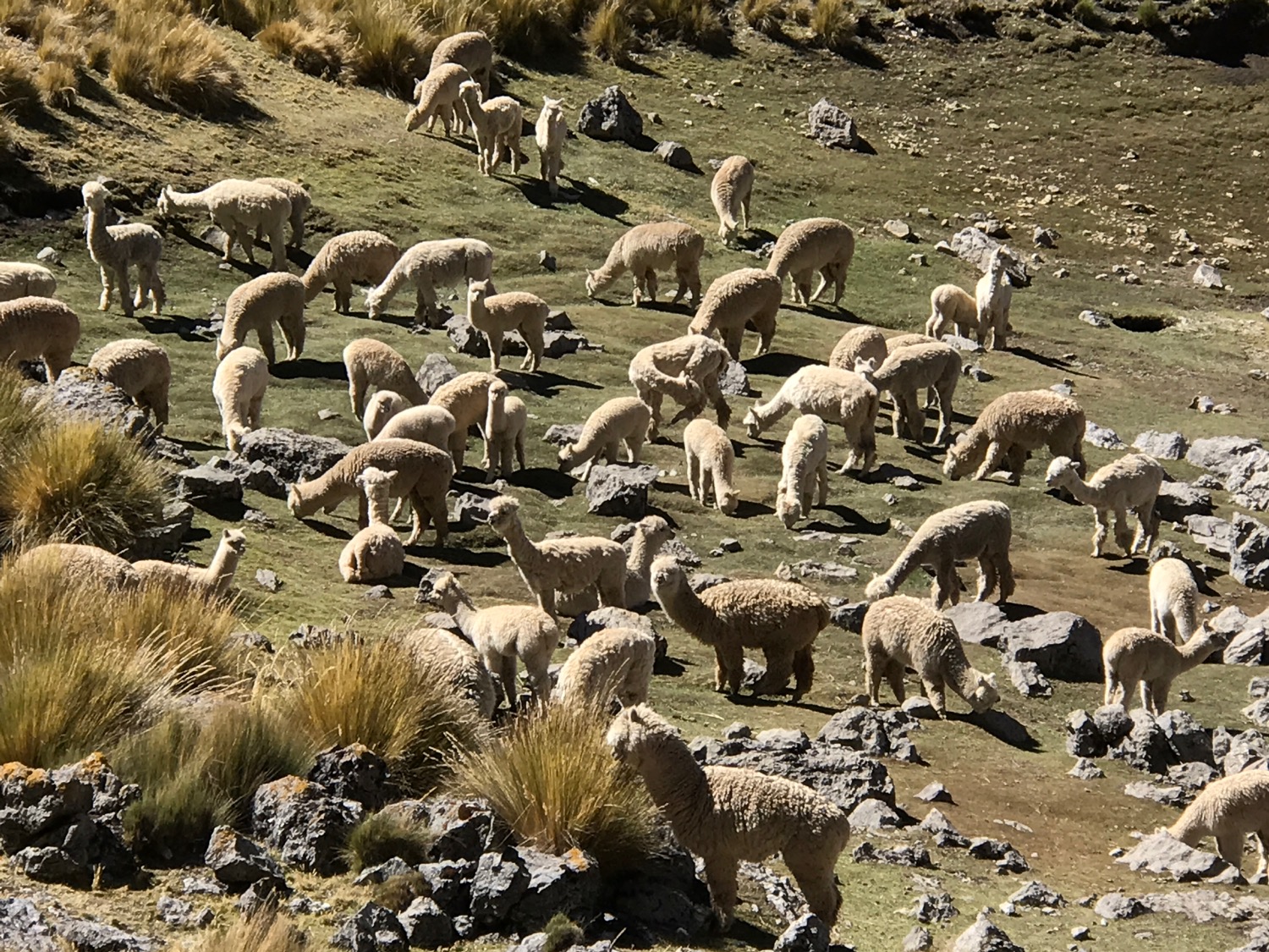 Alpacas in the Huayhuash