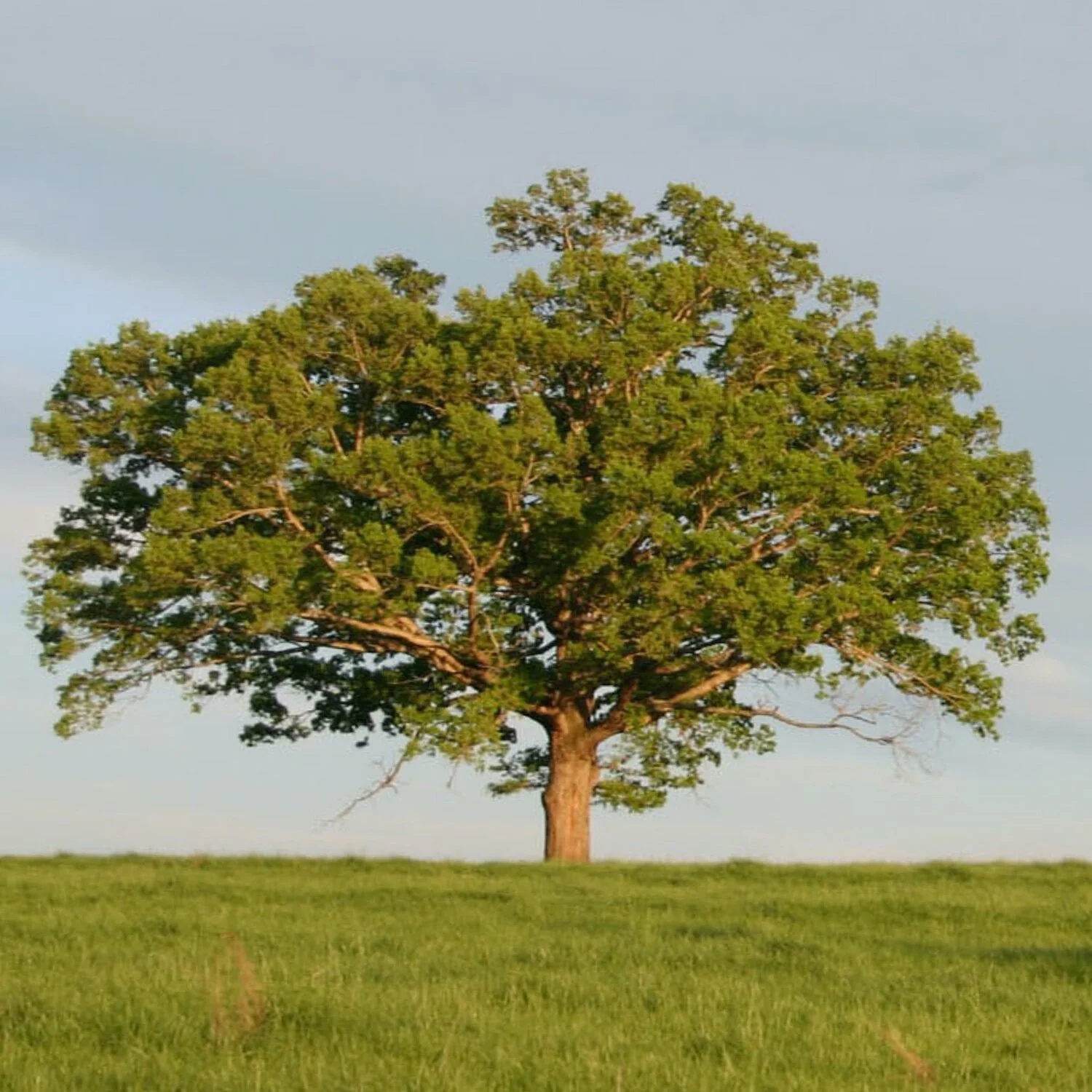 every family apart (zechariah 12:9-14)