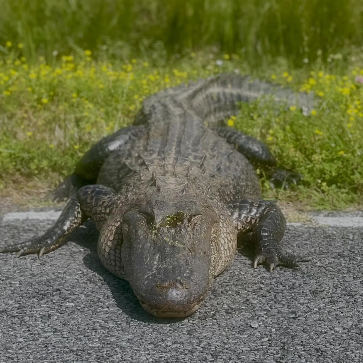 Thankful for #TheLongWalkUSA SAG crew! It exists to provide SUPPORT and GEAR and to scout ahead for trouble. They radioed back to me this morning with a warning about this guy on the side of the road. Gators can move fast at very short distances. And