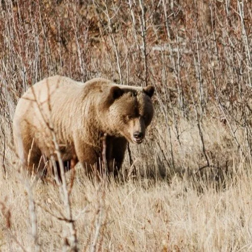 This guy, just late afternoon ambling alongside the AlCan.