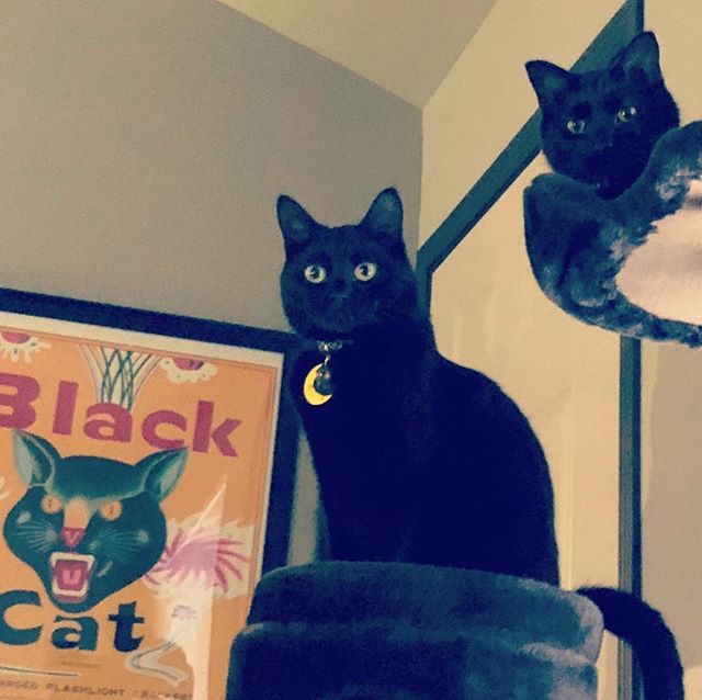 Pip &amp; Ouija &hearts;️😻 #blackcat #blackcatsofinstagram #catsofinstagram #ouija #superstition #blackcatlove #cats #kittycat #kitty #cat #catcondo