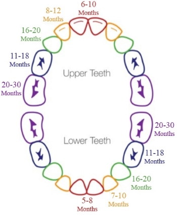 Rainbow+Tooth+Eruption+Chart.jpg