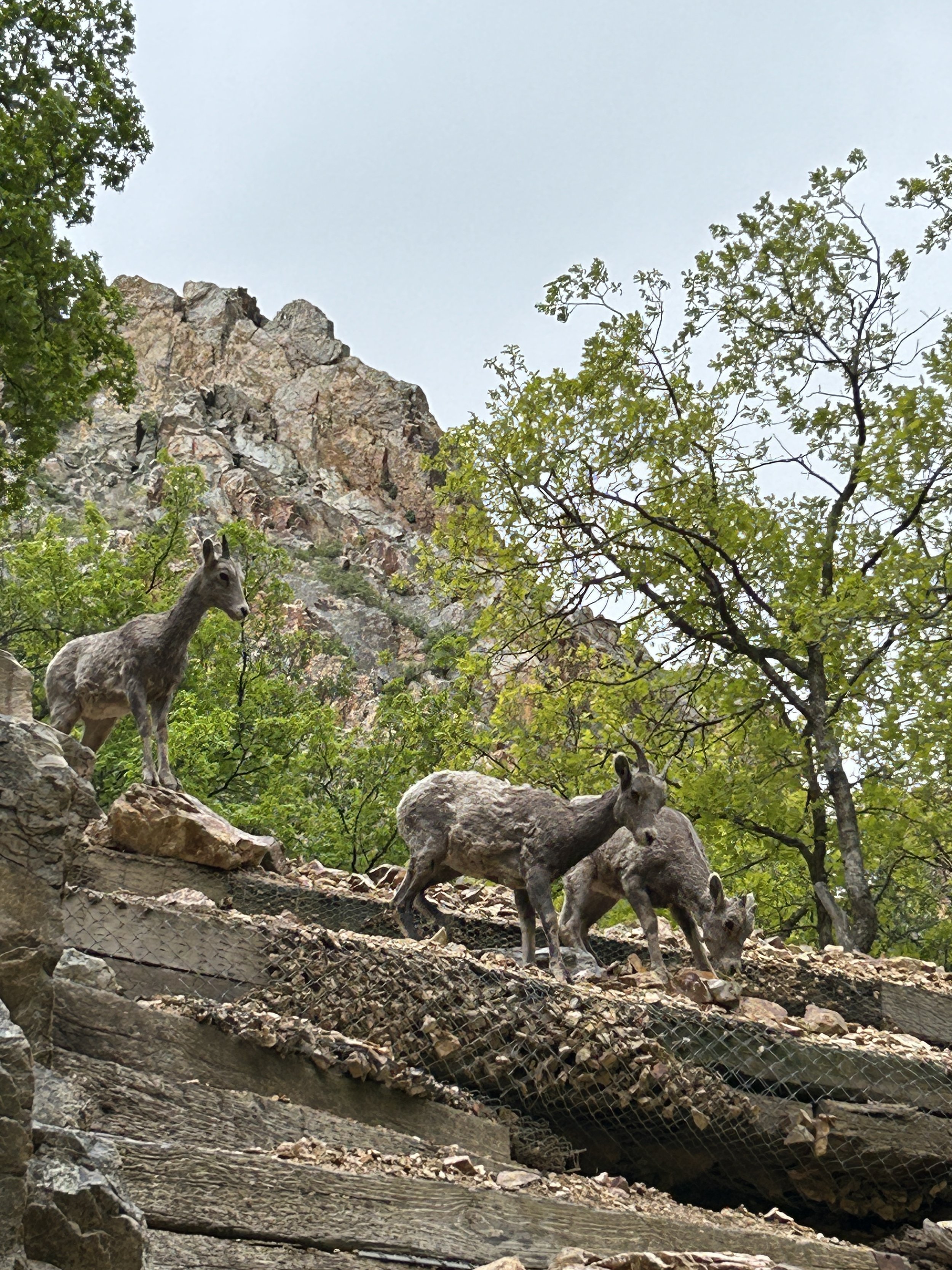 Anchor Maintenance: Rock Canyon 