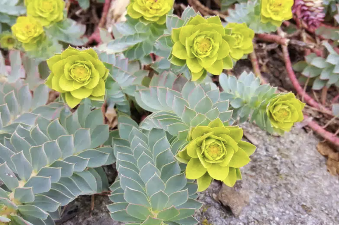 Volunteer: Myrtle Spurge Pulling
