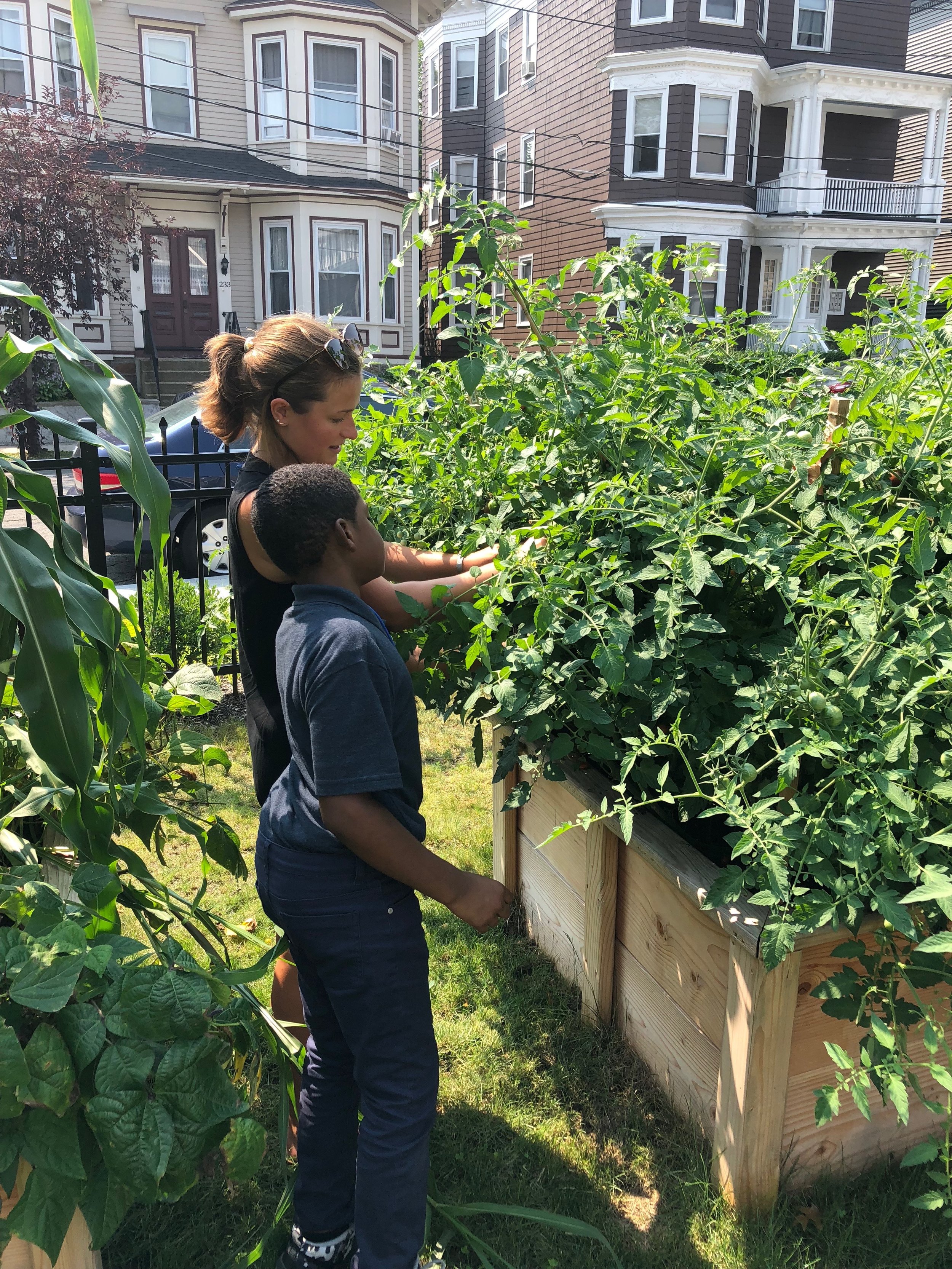   Picking the tomatoes for lunch!  