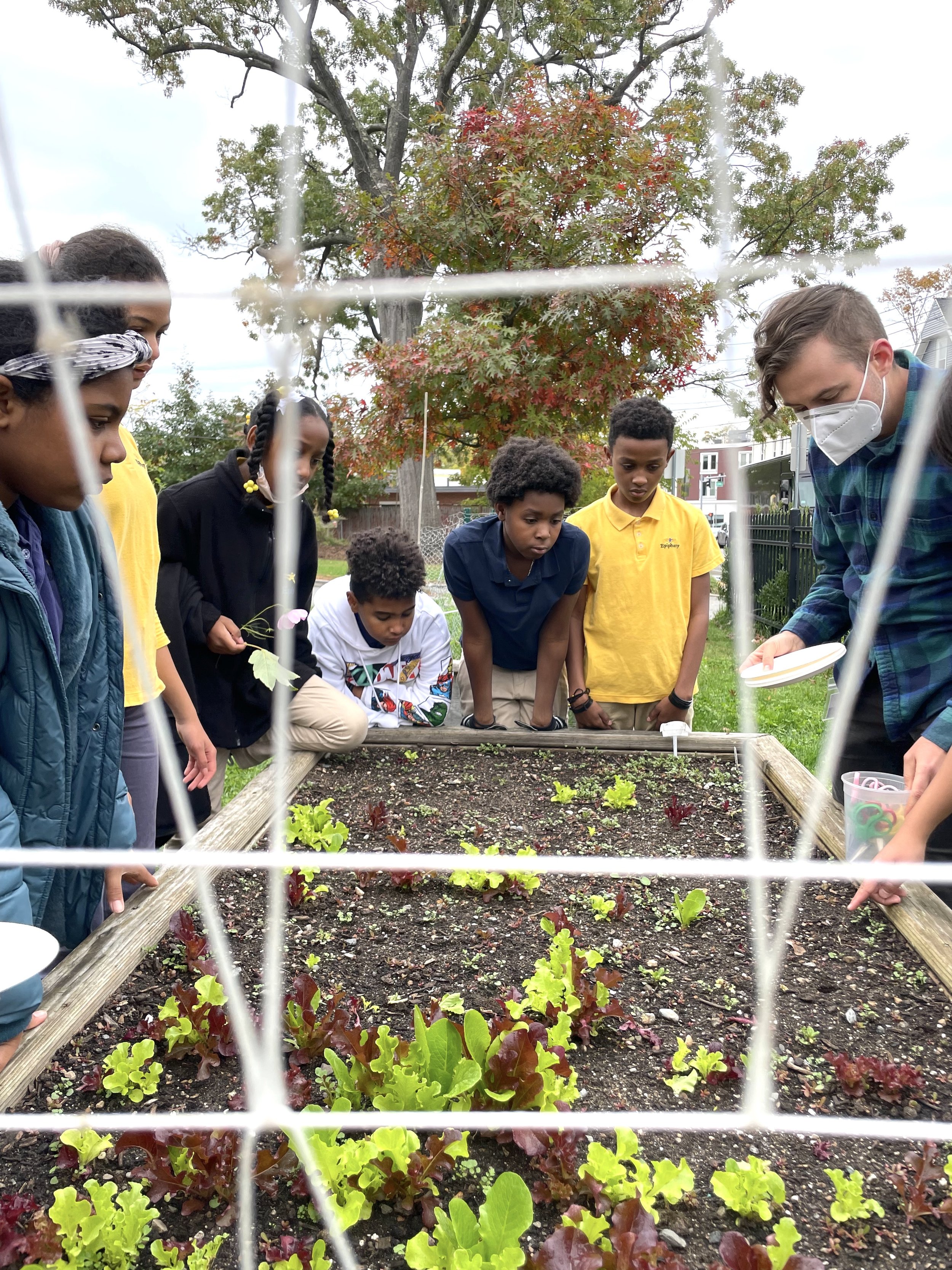  The 5th graders picking fresh lettuce from our garden. 