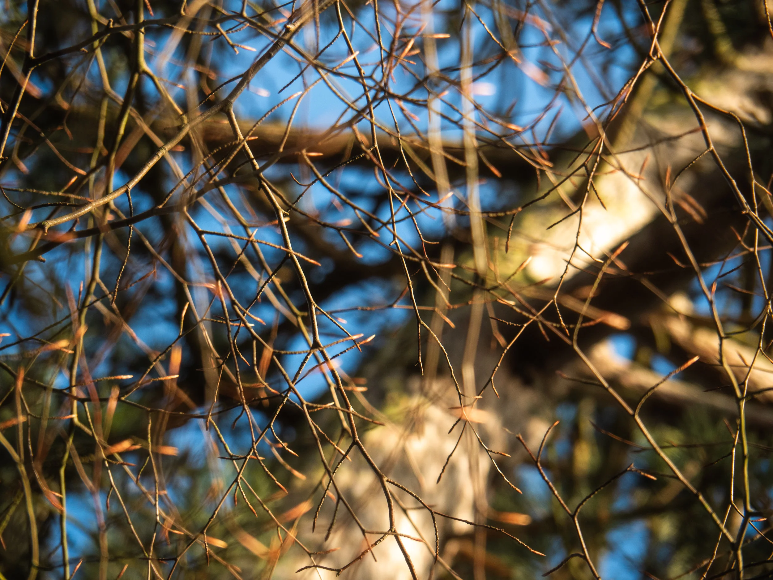 branches.jpg
