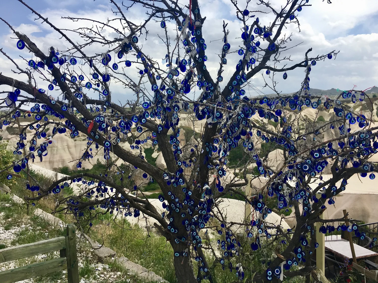 What IS That? A Wishing Tree — West(2)East