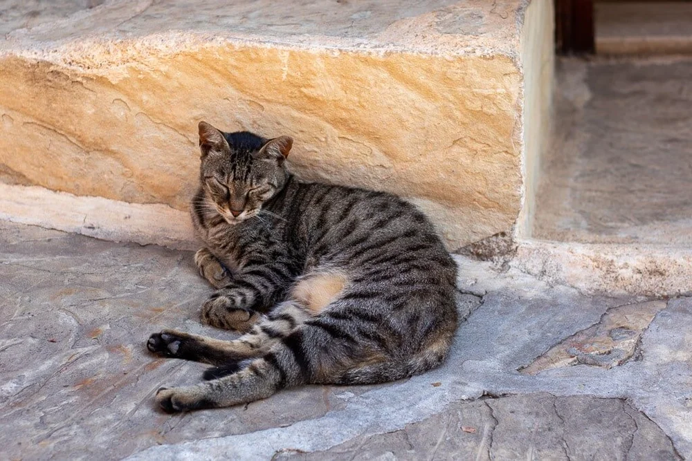 Is Turkey Good For Dogs And Cats