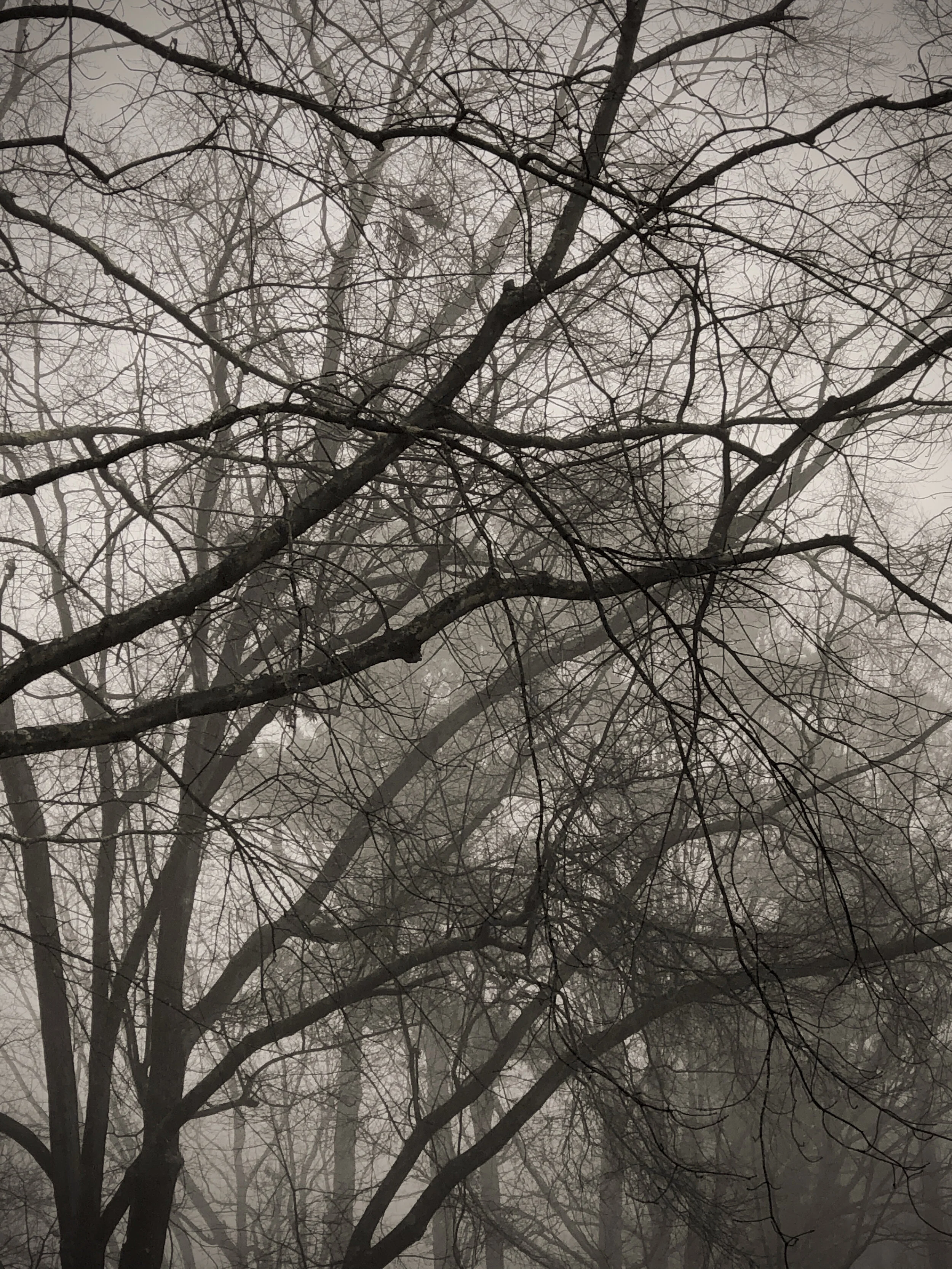 Layered Trees in Fog l