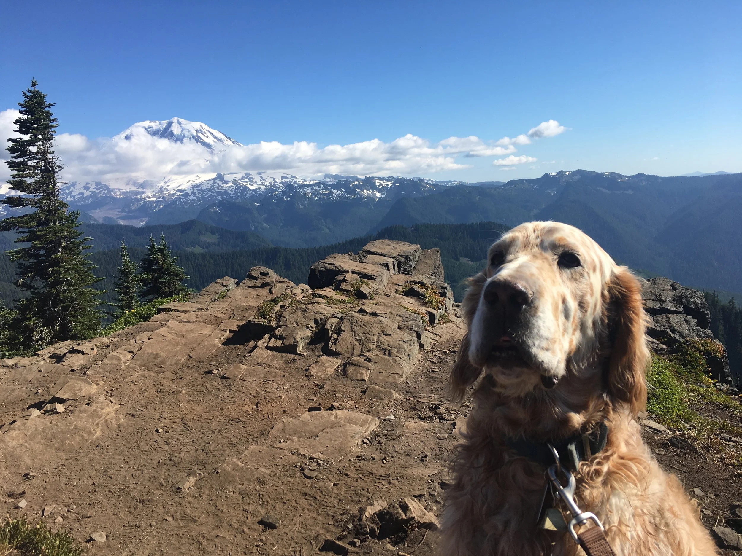 Dog_summit.JPG