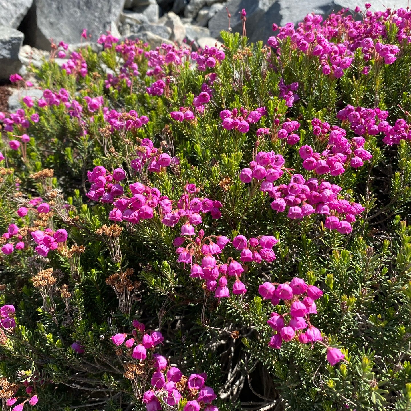 The simple beauty of wildflowers reminds us that nature&rsquo;s greatest gifts often come in the smallest, most unexpected forms. 

There&rsquo;s something magical about how they thrive without expectation, growing freely and brightly. Every petal, e