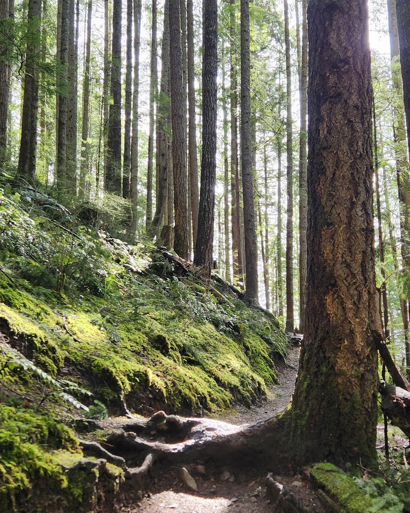 Spring hikes means rushing waters and lush forests. We love Wallace Falls in all seasons and you can to! Hikes offered daily catering to the solo hiker and couples. We keep our group size to no more than five plus guide and we don&rsquo;t have any mi