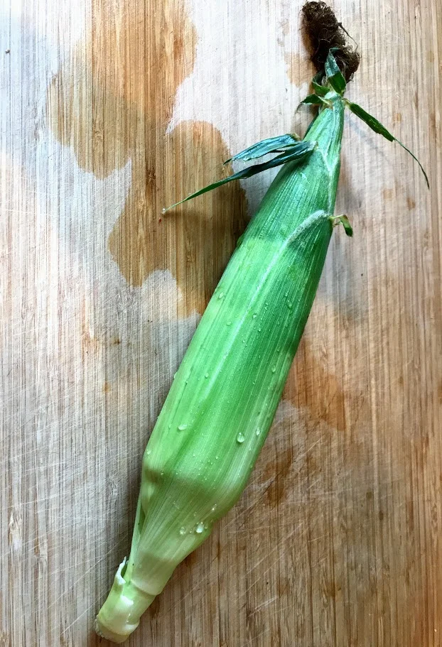 new world corn cob.jpg