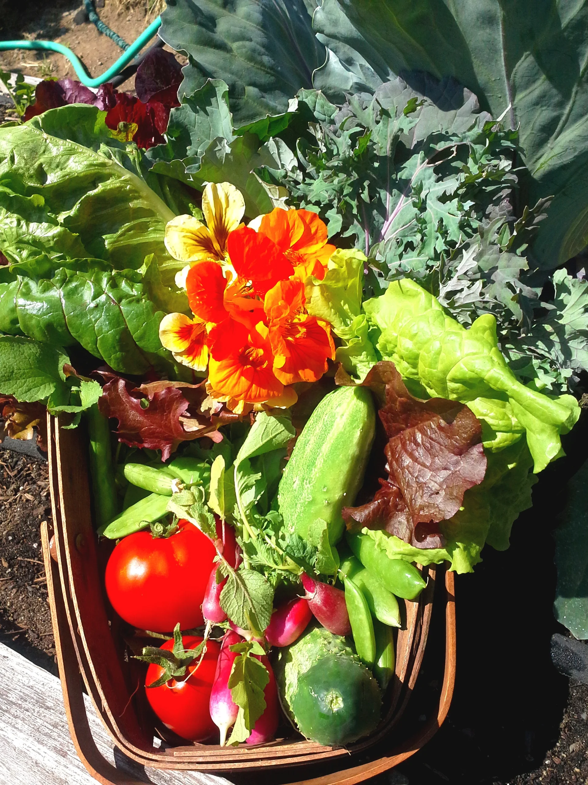 Journey to a Plant-based Diet