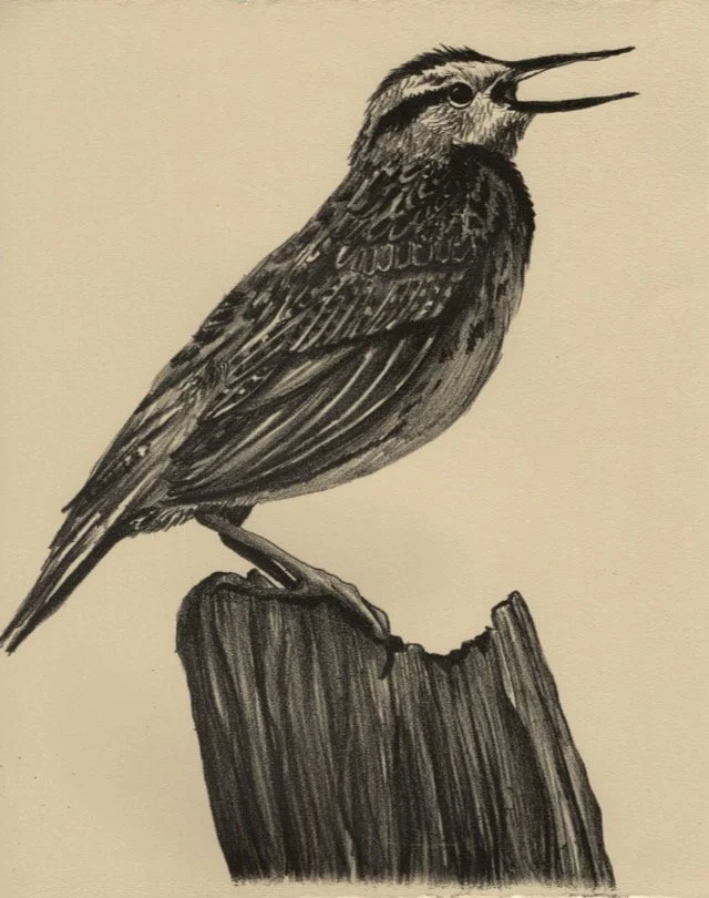 Western Meadowlark