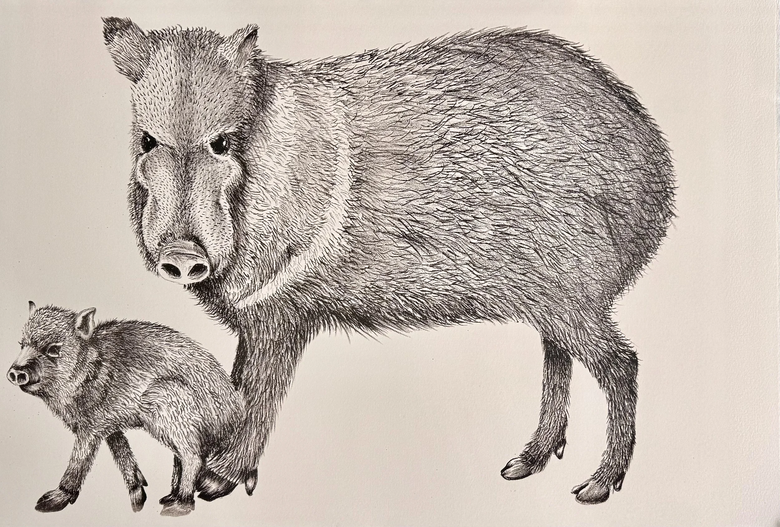 Austin_Javelina.jpg