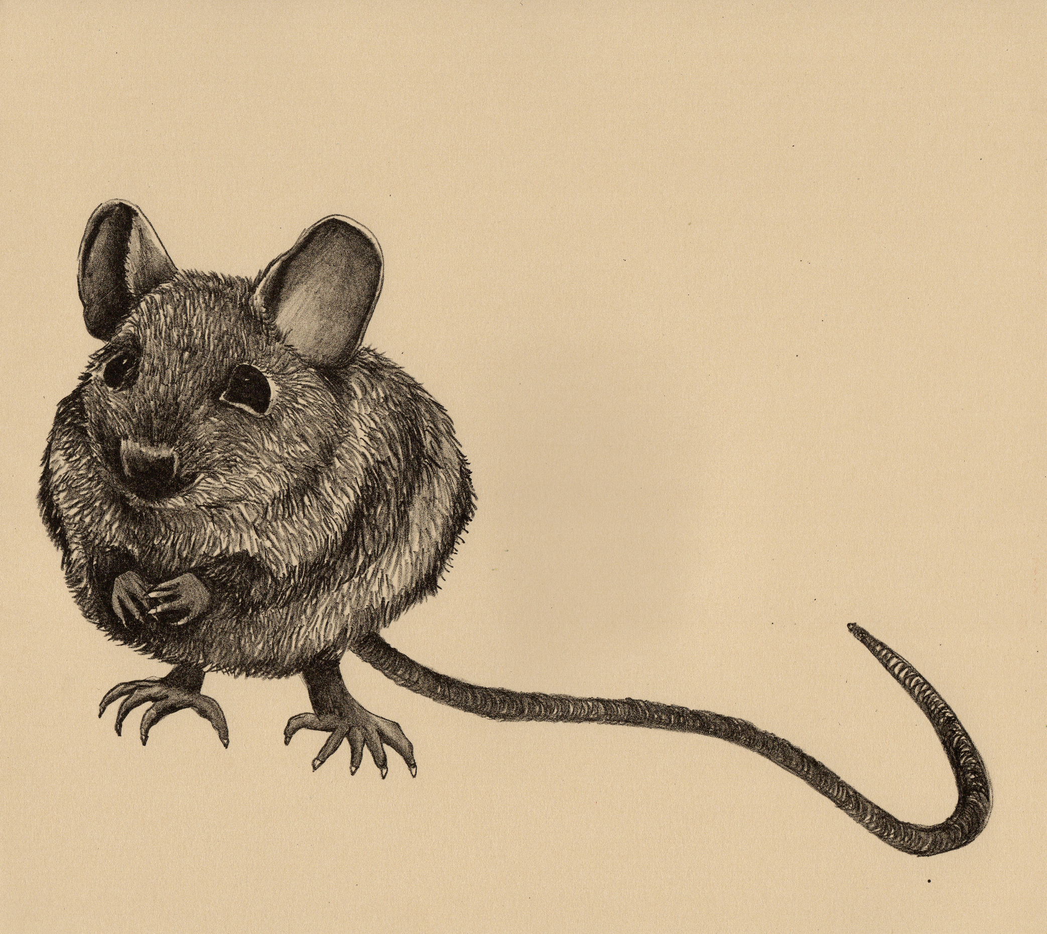 Preble's Meadow Jumping Mouse