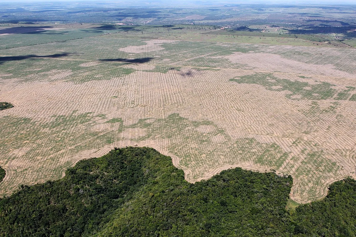 Deforestation.jpg