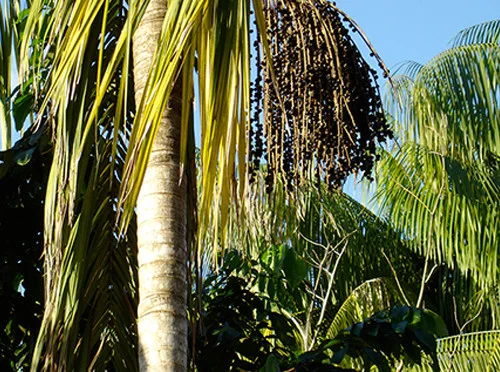 wild acai.jpg