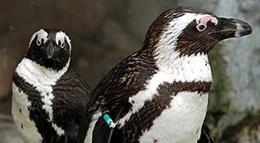 PizzaWithPenguins.jpg