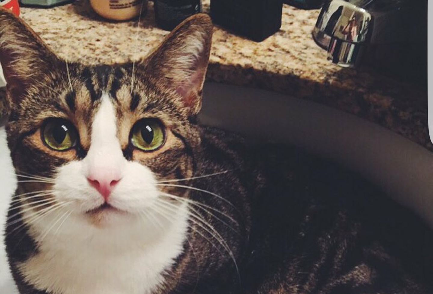 Interviews With Cats: King Louis, The Polydactyl Prince!