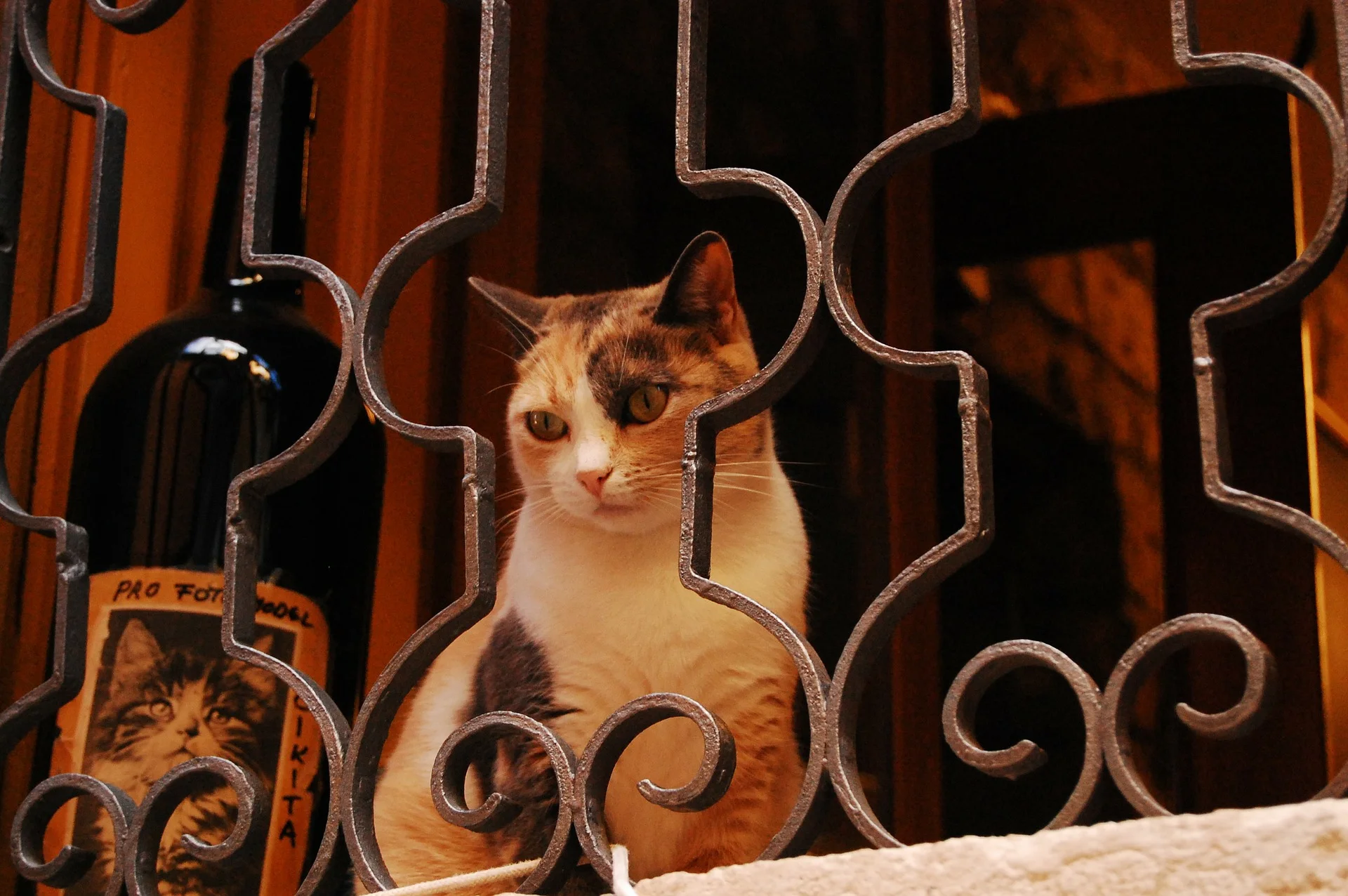 Never Drink Alone: Turn Your Cat Into a Beer and Wine Connoisseur