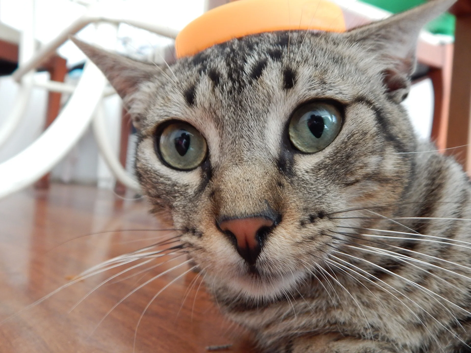 Cats Don't Like Stinky Feet, Either