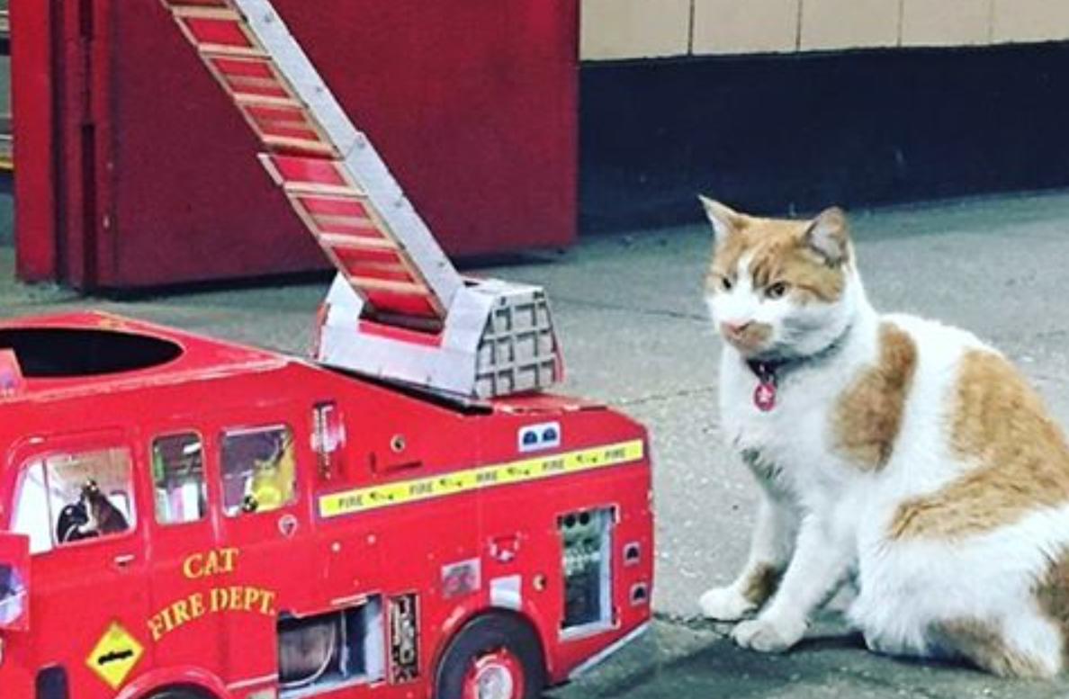 Interviews With Cats: Carlow The FDNY Cat