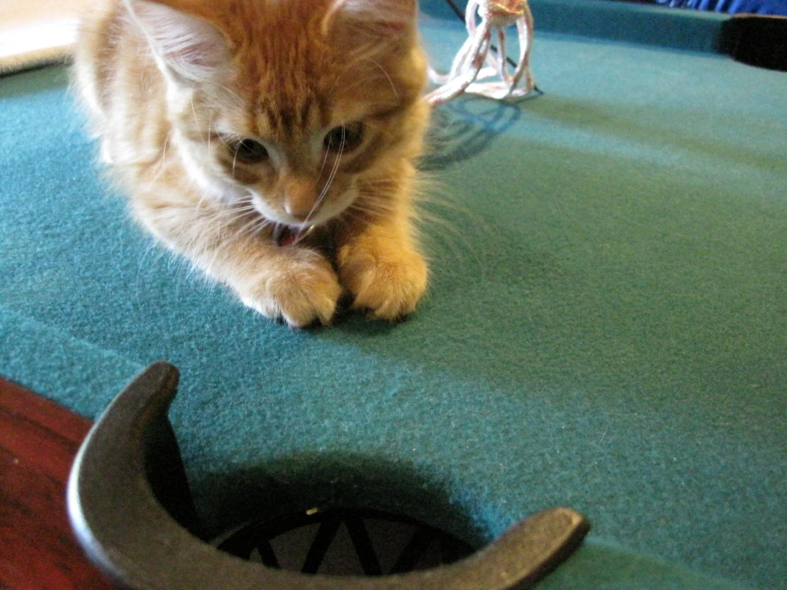 9 Curious Cats That Will Make You Smile