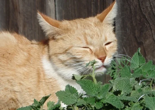 9 Funny Cats Who Are Seriously High On Catnip