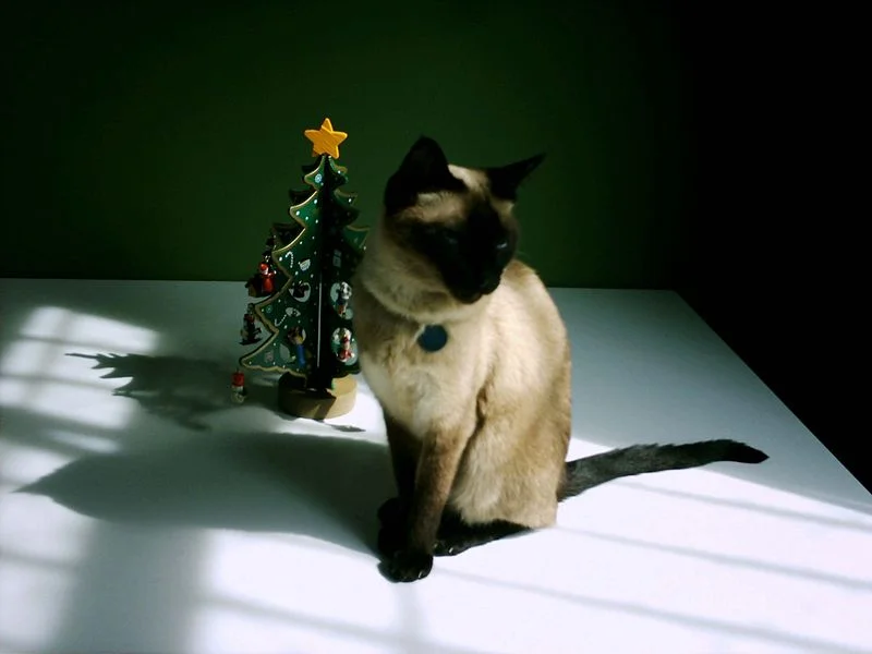 10 Best Gifts For Millennial Cat Lovers