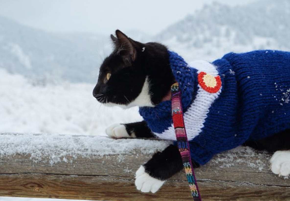 Interviews With Cats: Q the Mountain Climbing Adventure Cat