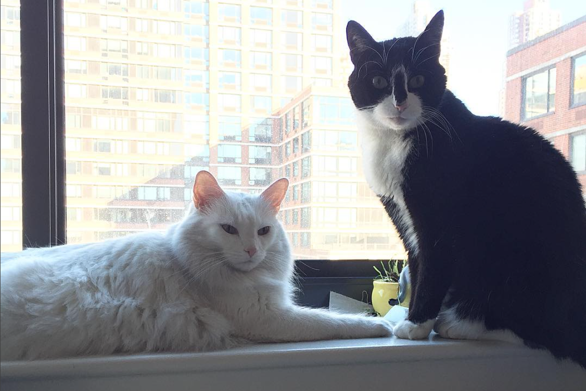 Interviews With Cats: Meow York Kitties Neyland and Knox!