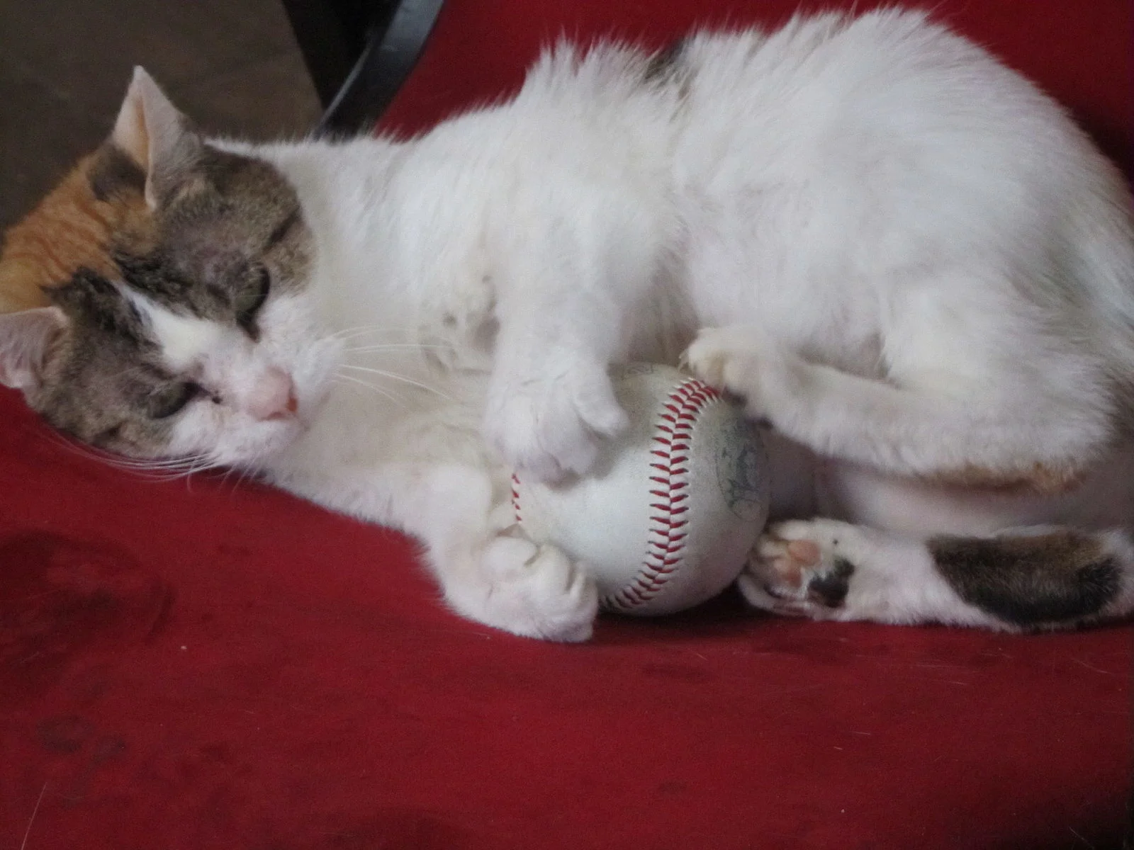 Cat-Loving Baseball Player May Be Your Dream Guy