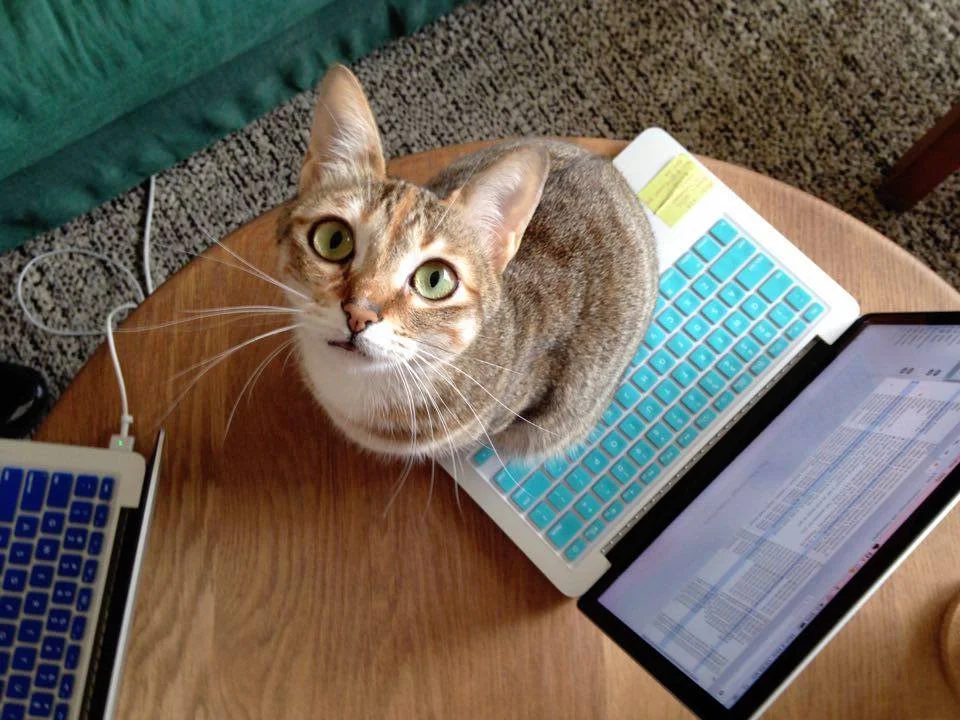 Interviews With Cats: Adorable Luna Livin' It Up In Hong Kong