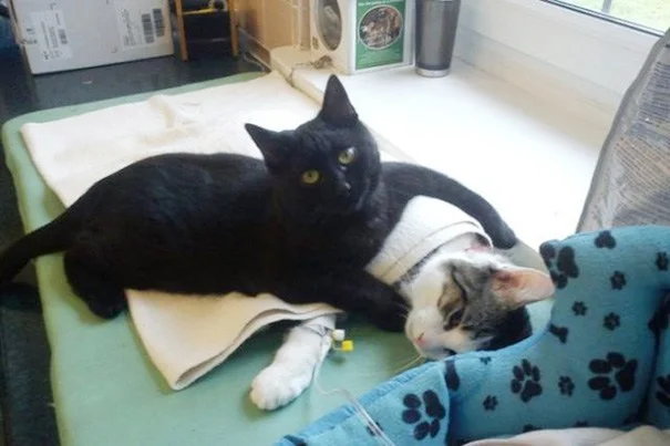 Friday, Dec. 4, 2015: #CatsInTheMews Weekly Roundup