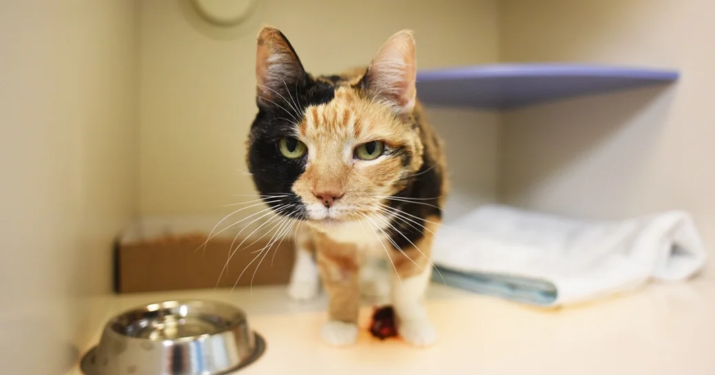 June Is "Adopt A Shelter Cat Month" So Here Are Some Purr-fect Cats Who Need Homes!