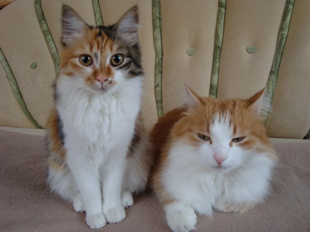 Cat Sitter Posts Hilarious Descriptions Of Cats Left By Owner