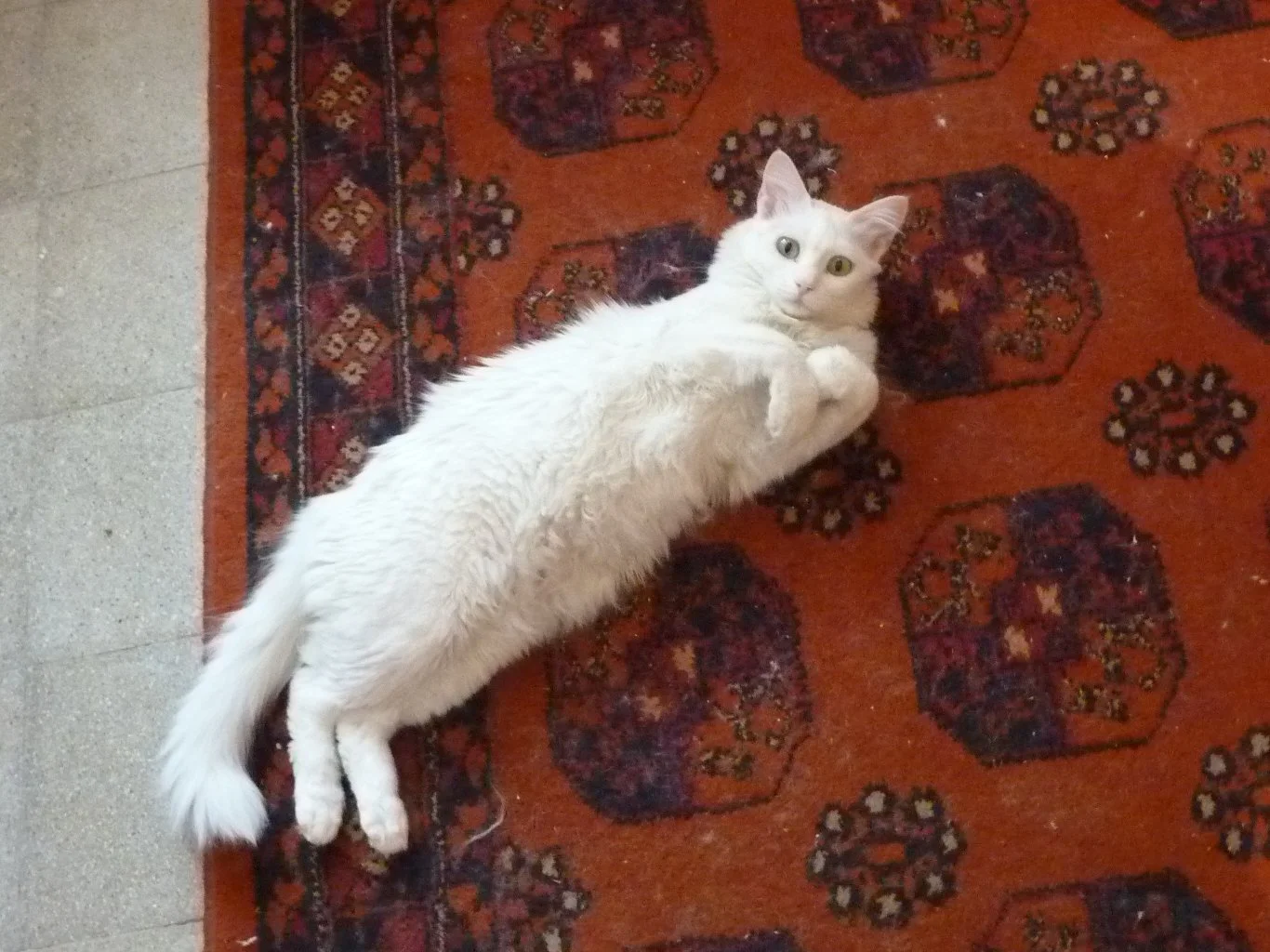 Moving With Cats: A Stress Free How To Guide