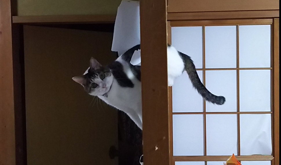 Adorable Kitty Gets Stuck In Japanese Paper Door