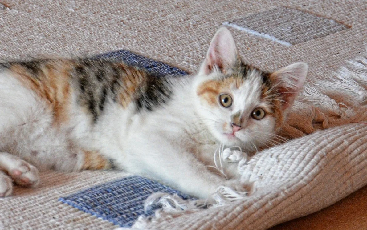How To Save Your Floors From Your Pet!