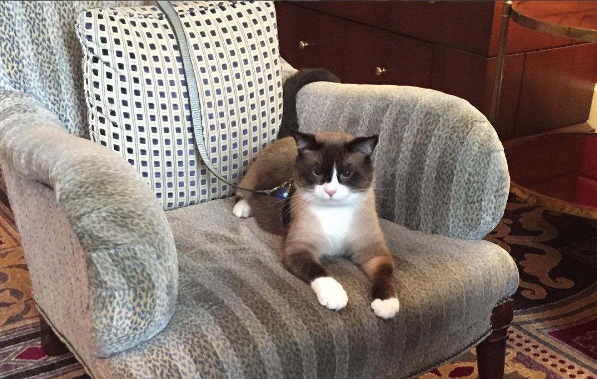 Burton The Cat Answers Your Questions Part 1: Leash Training