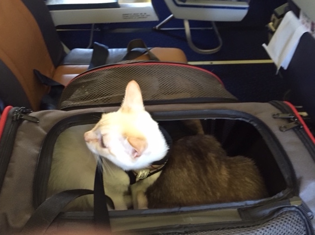 Burton The Cat Answers Your Questions: Part 2 - Traveling With Cats
