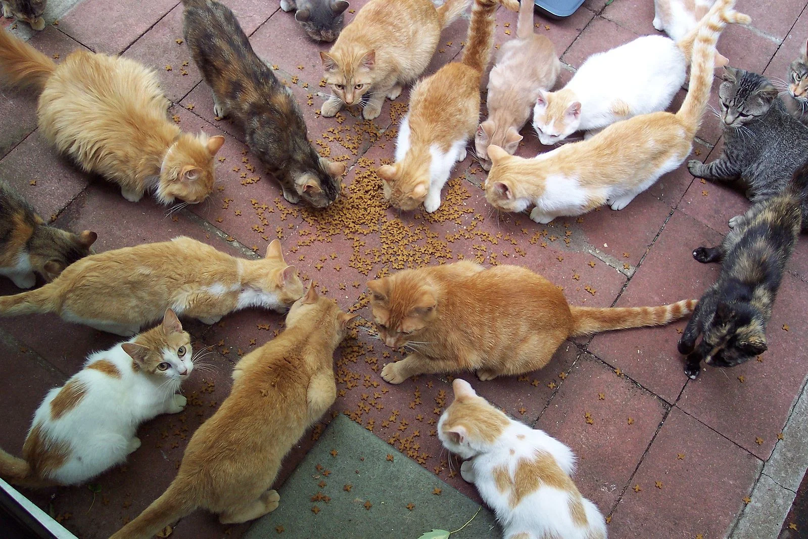 Can You Spot The Cat Hidden In This Optical Illusion?