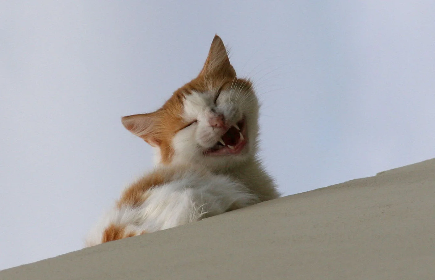 12 Of The Punniest Names For Cats