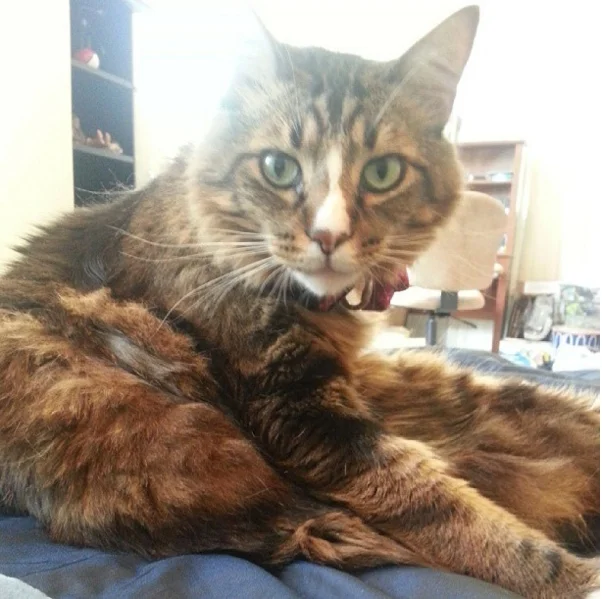 Celebrity Cats Poupin and Zephyr Hate Each Other So Much That Their Owners - Twin Brother NBA Players - Can't Live Together